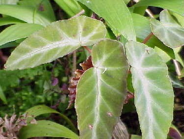B. ‘Gray Feather’